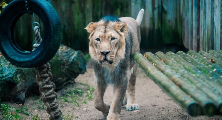 В зоопарке Таллинна у льва был диагностирован коронавирус
