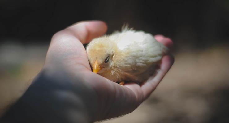 В ФРГ запретят умерщвлять новорожденных цыплят