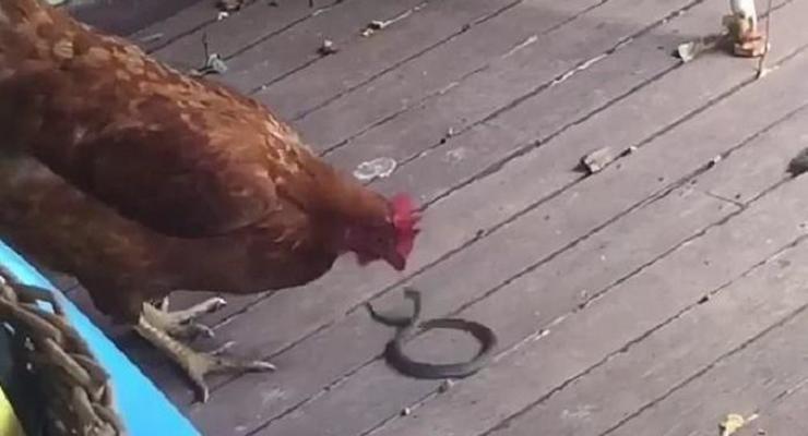 "Тысяча клевков": бой курицы и змеи сняли на видео
