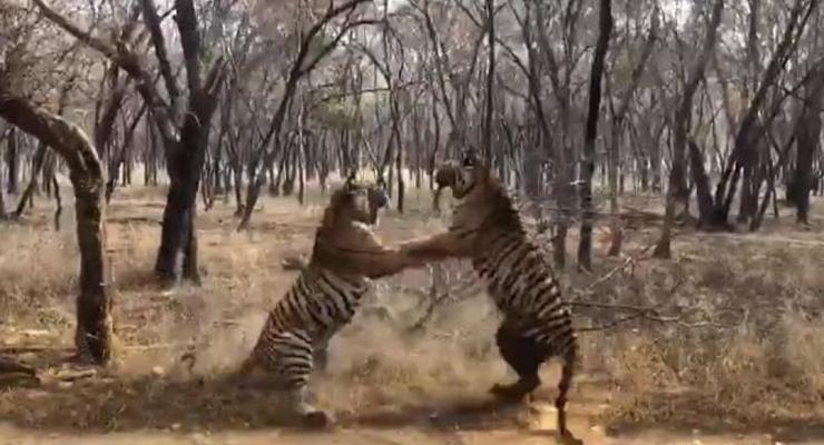 Cхватка двух тигров в Индии попала на видео