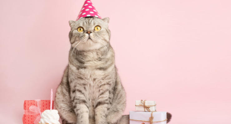 День рождения кошки закончился массовой госпитализацией