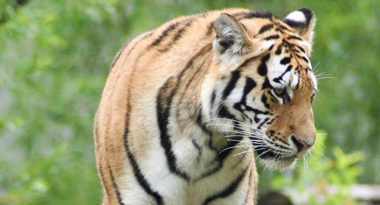 В шведском зоопарке усыпили заболевшую COVID-19 тигрицу