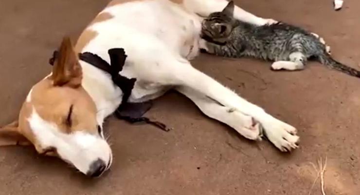 В Нигерии собака накормила молоком котенка