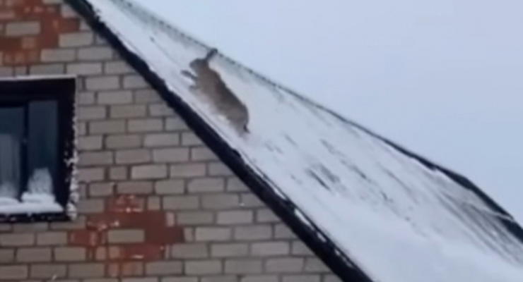 Сеть умилило видео, где заяц на Ровенщине пытается бежать по крыше