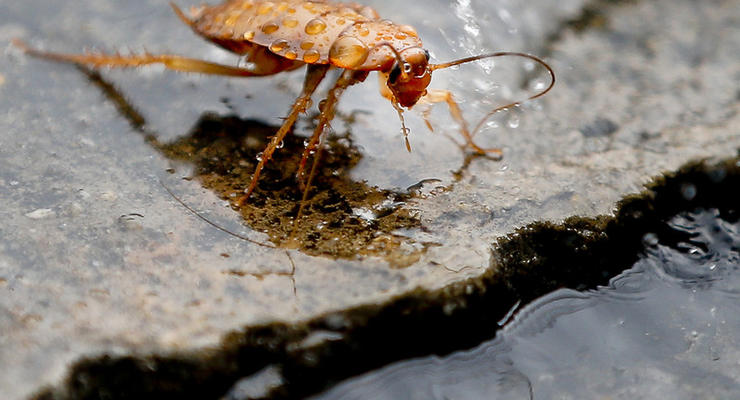 Зоопарк в Техасе предлагает назвать тараканов именами бывших или босса