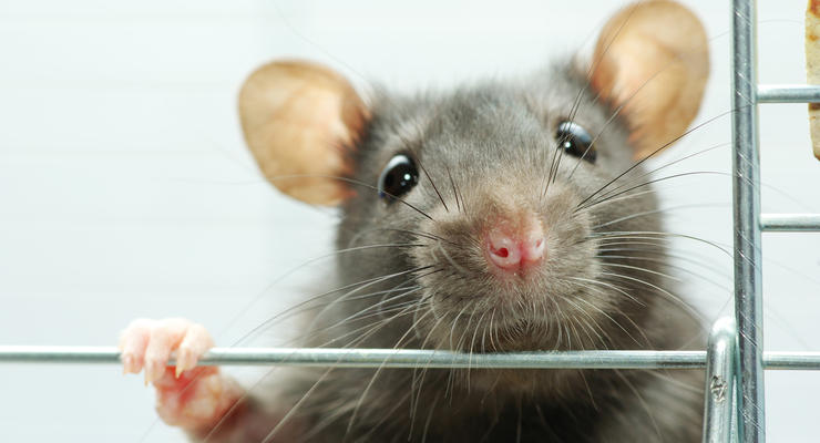 В одесском супермаркете покупатели нашли на прилавке спящую крысу