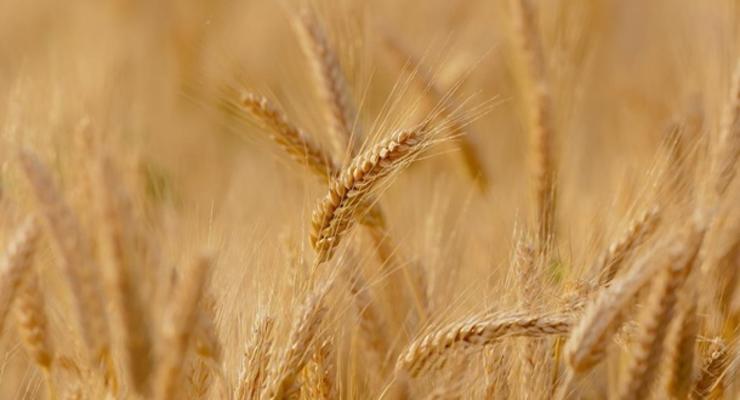 Украина сократила экспорт зерновых