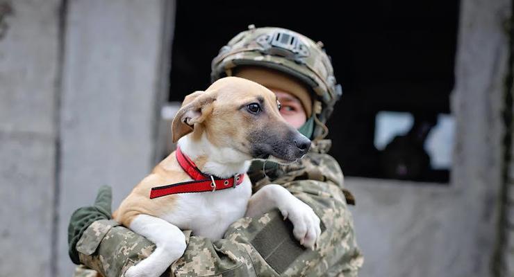 Украинские военные помогают бездомным животным найти дом