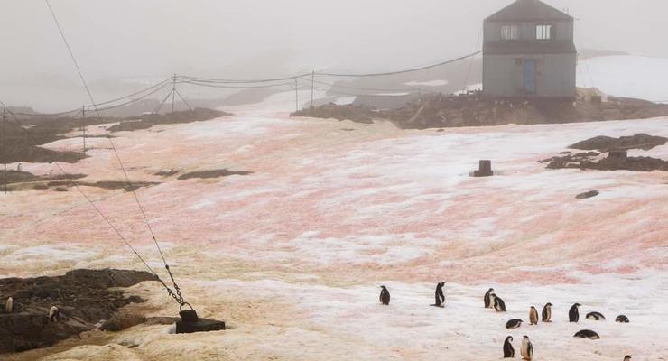 В Антарктиде покраснел и позеленел снег: Названа причина