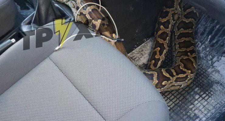 В Харькове таксиста напугала змея в багаже клиента