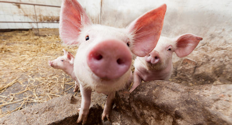 В Черниговской области на ферме заживо сгорело 300 свиней