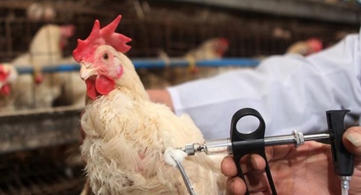 Выявлен первый случай заражения человека птичьим гриппом нового типа