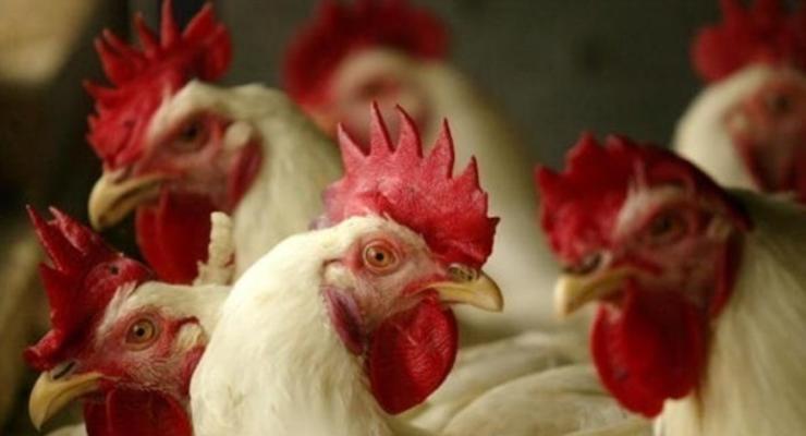 В Нидерландах уничтожат более 120 тысяч кур из-за птичьего гриппа