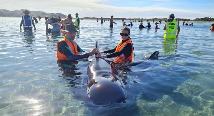 В Новой Зеландии на берег выбросились 49 черных дельфинов