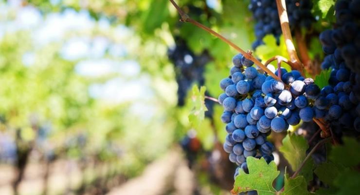 В Крыму традиционные сорта винограда под угрозой исчезновения