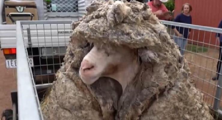 В Австралии с барана состригли 35 кг шерсти