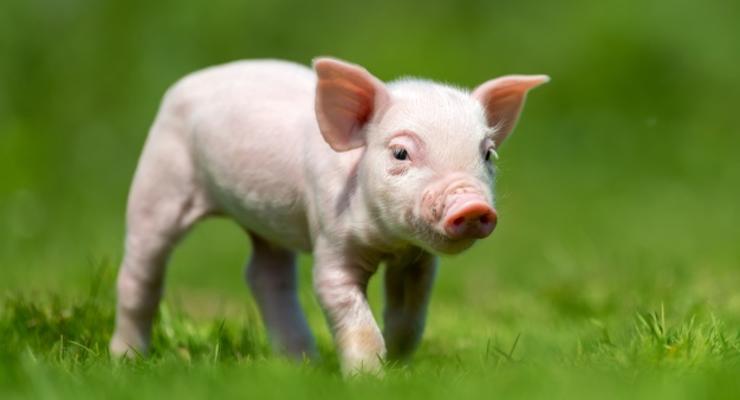 Защитники животных требуют перестать ругаться словами свинья и крыса