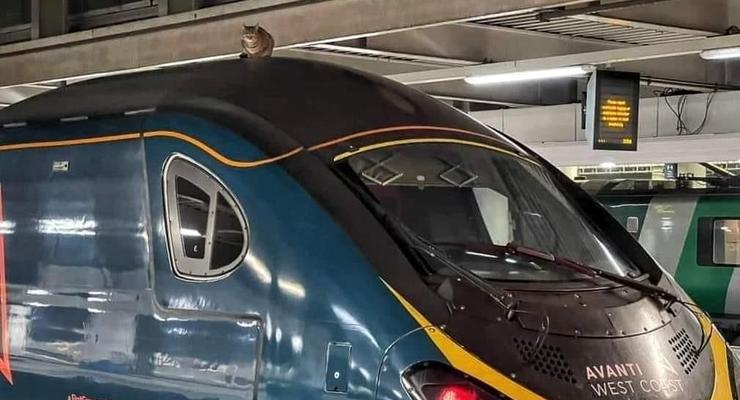 В Лондоне задержали скоростной поезд из-за "кошки-наездницы"