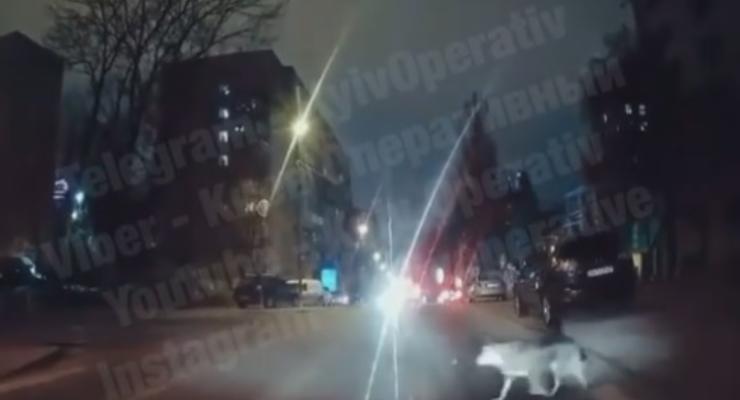 В Киеве сняли на видео, как собака соблюдала ПДД