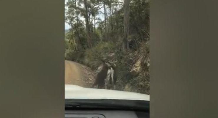 В Австралии сняли драку кенгуру на дороге