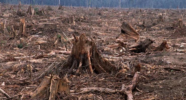 На Харьковщине из-за незаконной вырубки леса под суд пойдут 15 человек