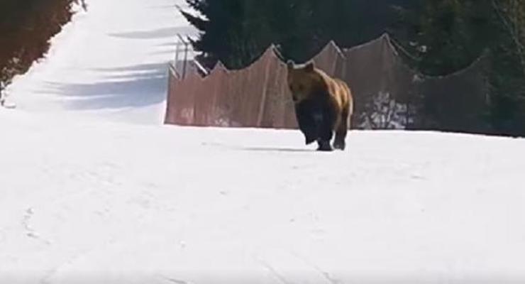 Лыжник отвлек медведя, чтобы спасти туристов