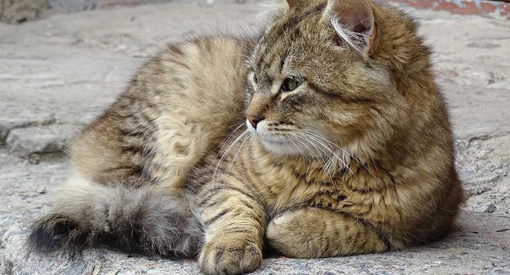 В Херсоне кошек признали частью городской экосистемы