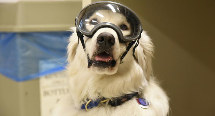 В США собака работает в химической лаборатории
