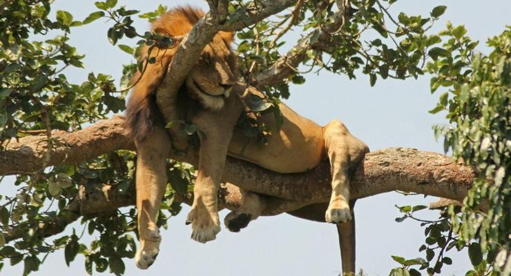 В нацпарке Уганды найдены расчлененными шесть львов