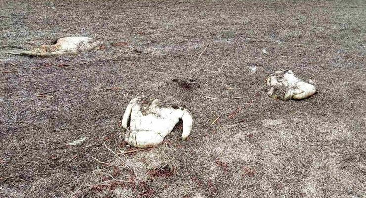В Херсонской области погибли 90 лебедей
