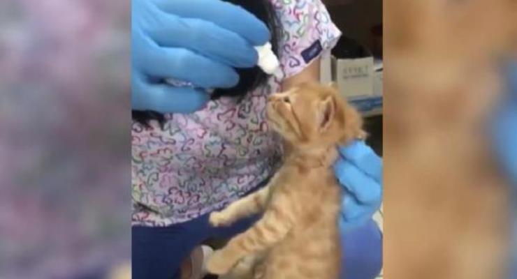 Кошка сама принесла больных котят к ветеринару