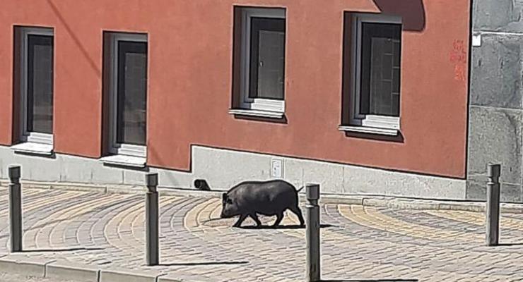 В Виннице свинья стала звездой соцсетей