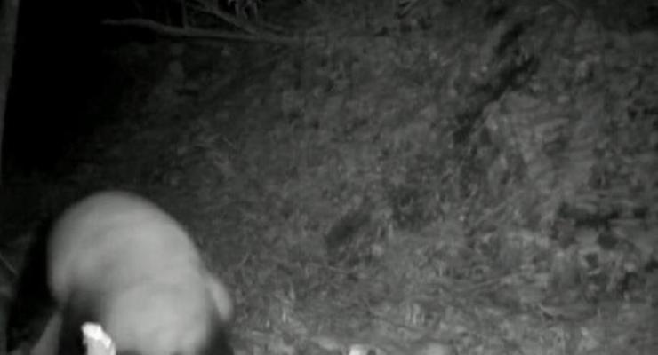 Драка двух панд попала на камеры наблюдения