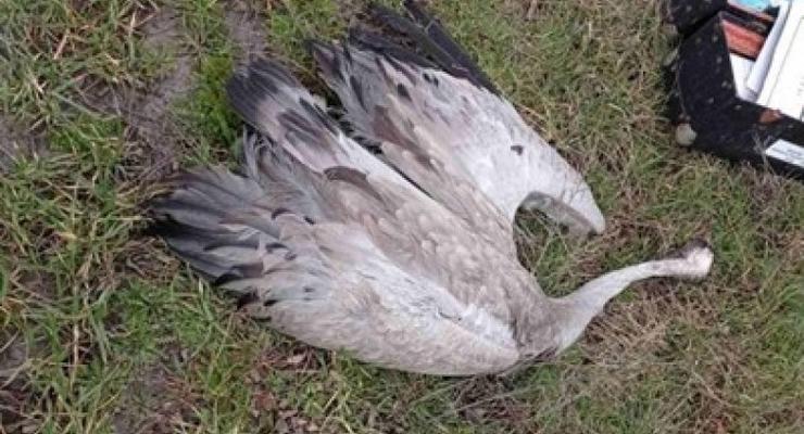 Полиция получила 25 сообщений о гибели птиц в Аскании-Новой- СМИ