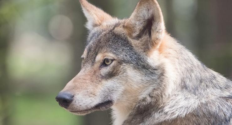 В Словакии за убийство волков будут сажать в тюрьму