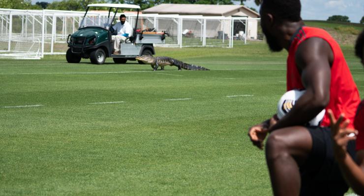 Во Флориде крокодил помешал тренировке футболистов