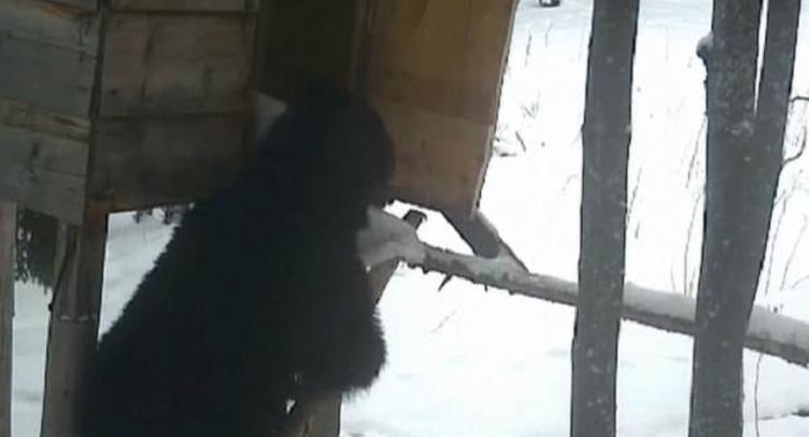 В Румынии опубликовали забавное видео медведя-вора