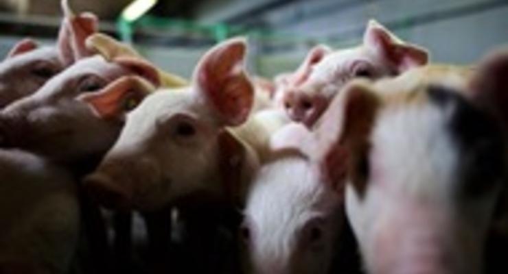 Украина запретила ввоз свиней из стран ЕС
