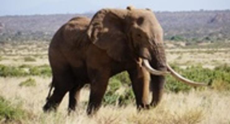 В Кении стартовала национальная перепись дикой природы