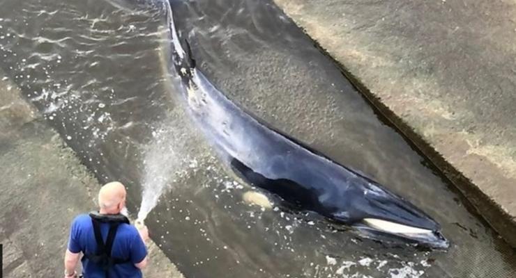 В Лондоне кит застрял на реке Темза