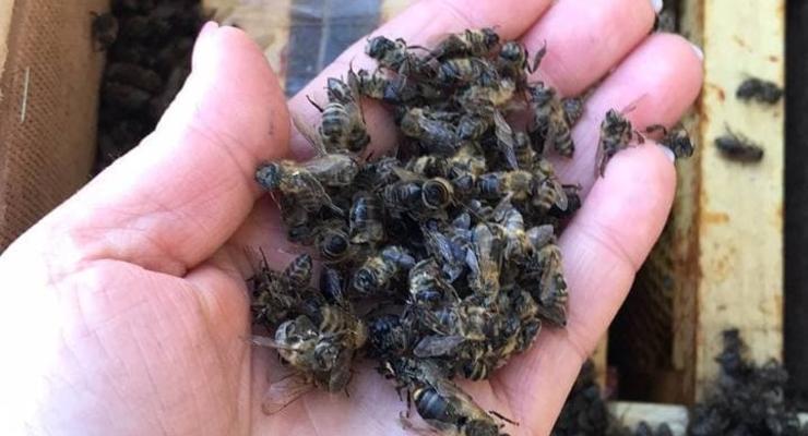 Пчелы, погибшие в грузовике "Укрпочты", начали оживать