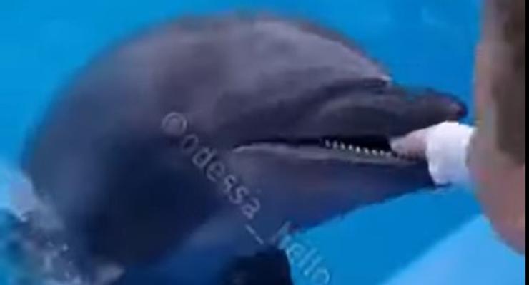 В Одессе дельфин укусил ребенка за руку - видео