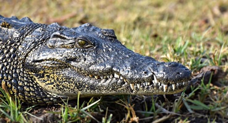 В Ялте затопило крокодиляриум