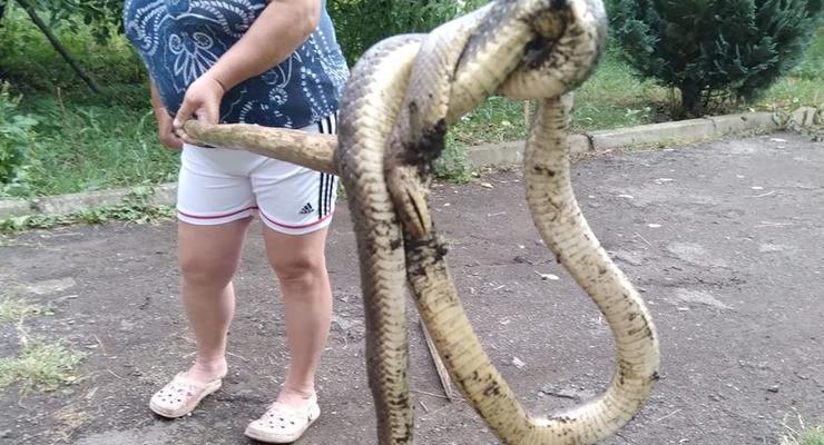 Жительница Закарпатья убила во дворе огромную змею