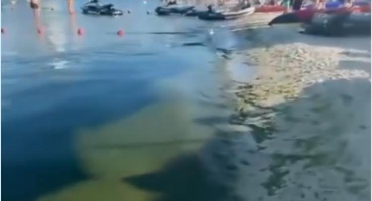 Море возле Одессы стало опасным для купания из-за бактерий