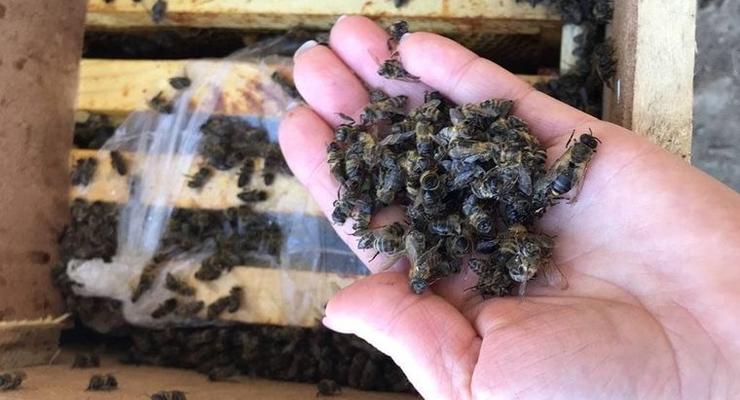 "С заботой о вас": Укрпочта временно прекращает перевозку пчел