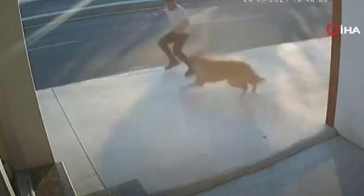 В Стамбуле мужчина попал под грузовик из-за собаки