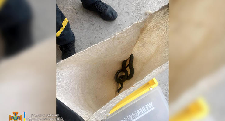 Днепровские спасатели поймали метровую змею в частном дворе