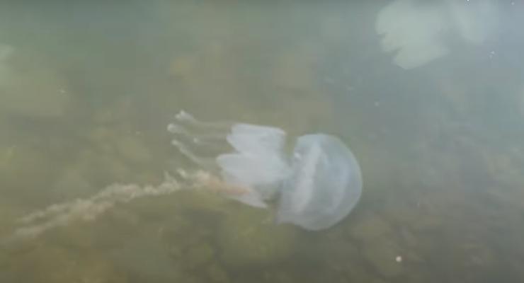 В Бердянске переполнены пляжи, но из-за медуз невозможно купаться