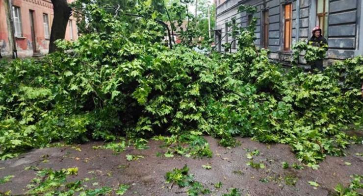 Под Киевом два человека погибли при падении деревьев